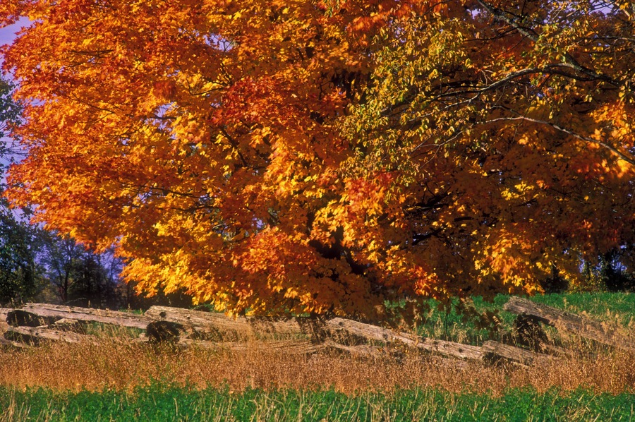 Autumn foliage and cedar split-rail fence at edge of pasture, Napanee, Ontario,  Canada