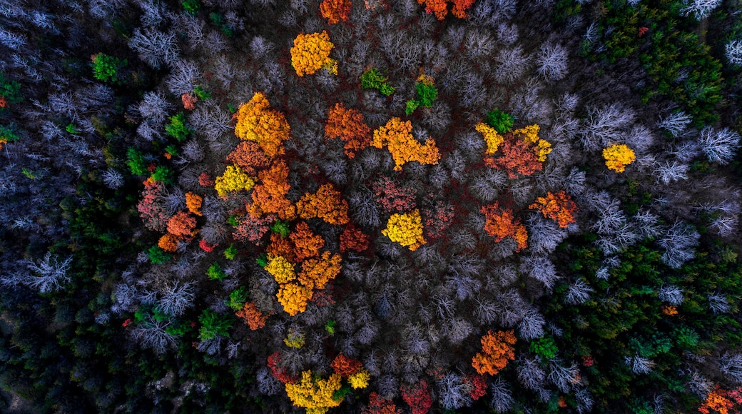 Drone photography of a forest containing oaks and maple trees in autumn. The forest floor is painted in a reddish glow from the fallen leaves. Rural scenic landscapes of Ontario Canada.
