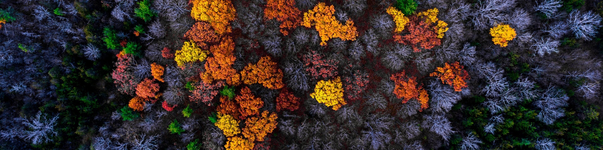 Drone photography of a forest containing oaks and maple trees in autumn. The forest floor is painted in a reddish glow from the fallen leaves. Rural scenic landscapes of Ontario Canada.