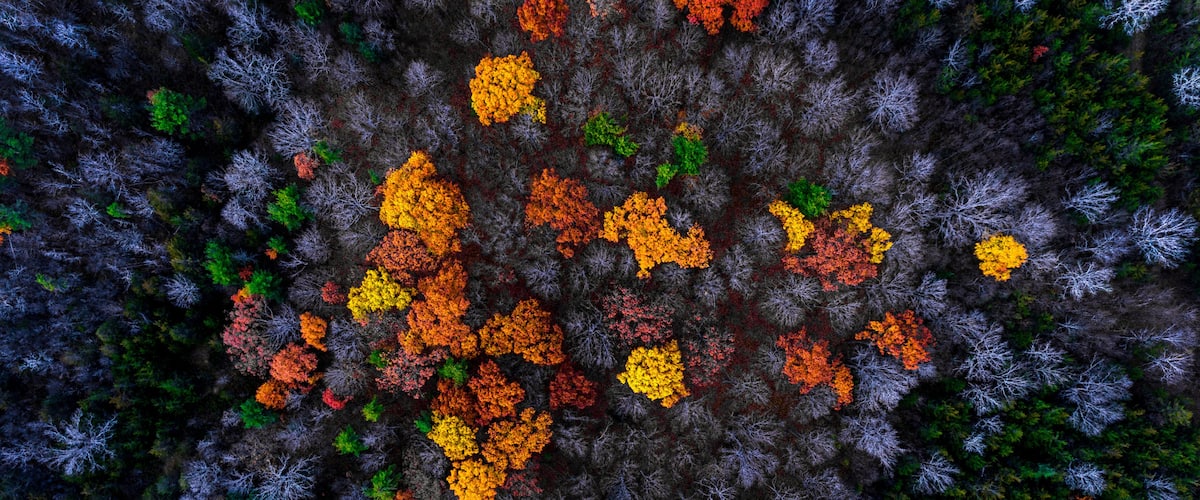 An aerial view of a forest with autumn foliage in various colors.
