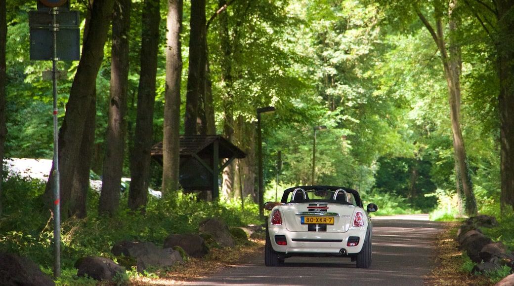 Maastricht featuring forest scenes and touring