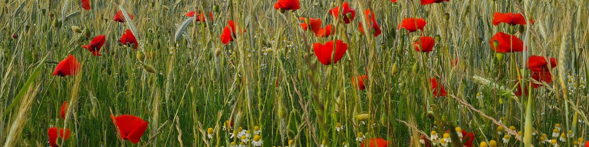 Paysage de champs de blé et de coquelicot dans la vallée de Chevreuse (Île-de-France, France)