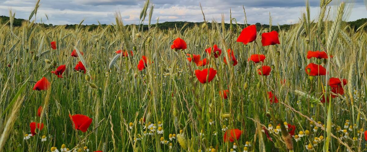 A field of wheat with red poppies and daisies.