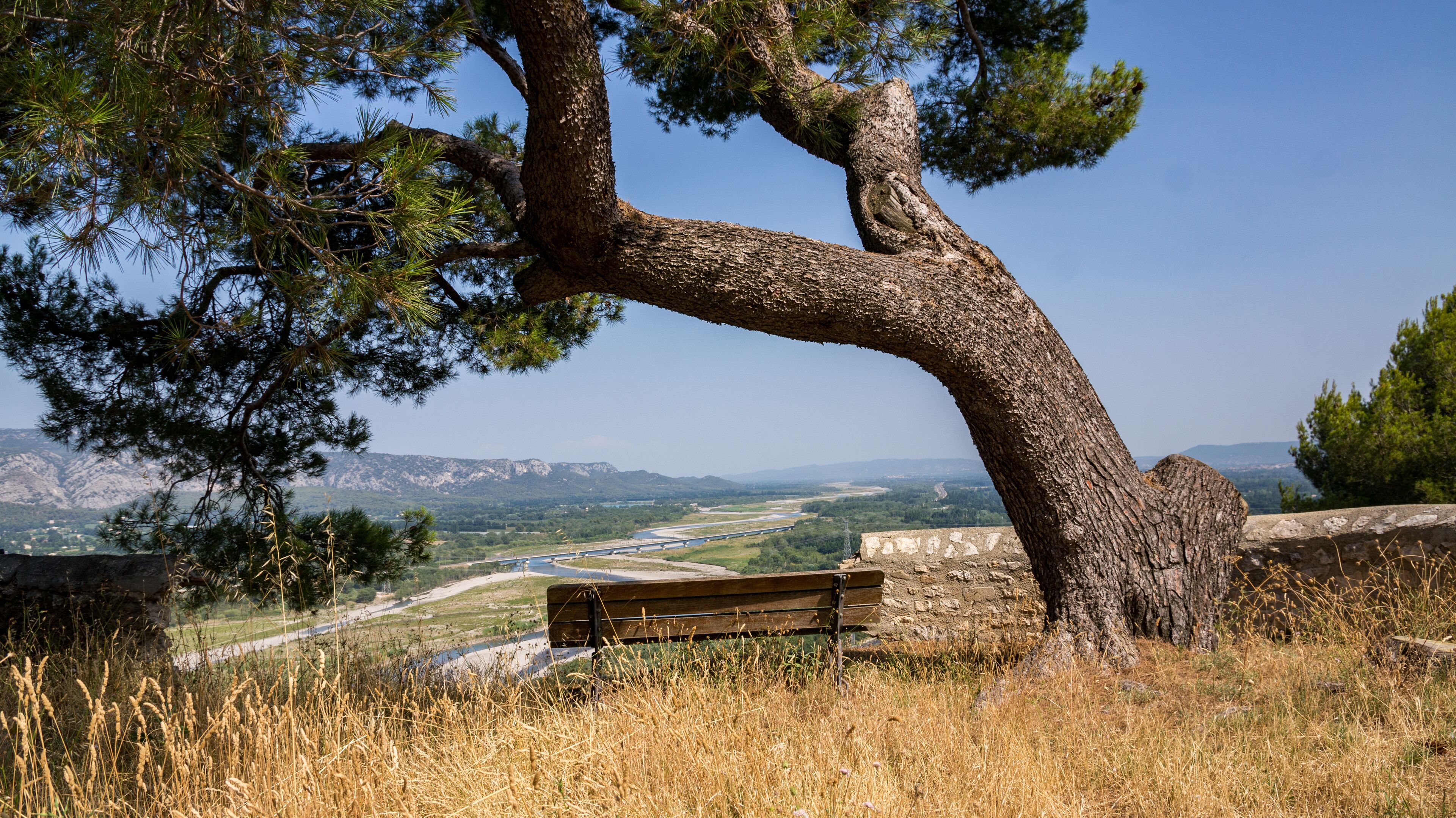 A large tree with a curved trunk, a bench, and a river in the background.