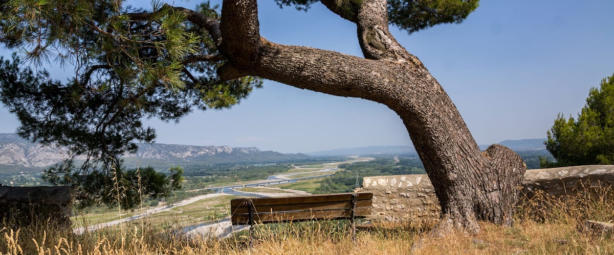 A large tree with a curved trunk, a bench, and a river in the background.