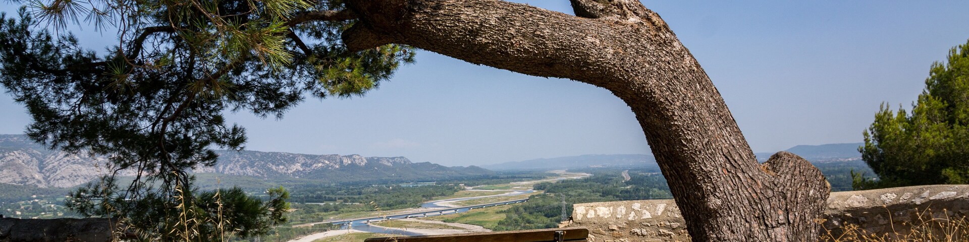 A large tree with a curved trunk, a bench, and a river in the background.