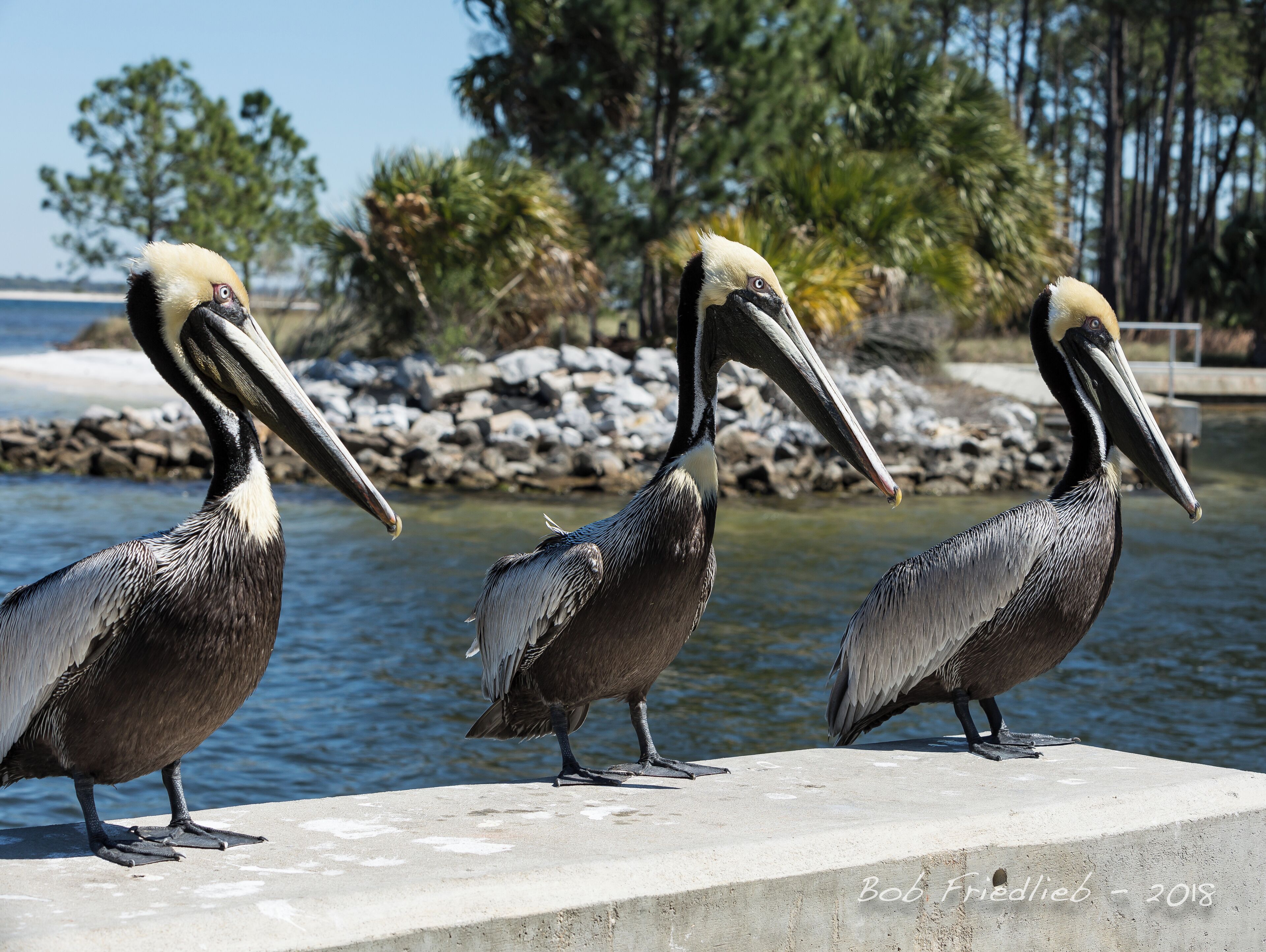 I called this one The Three Amigos. They were all hanging around while fish were being cleaning from the catches of the day.