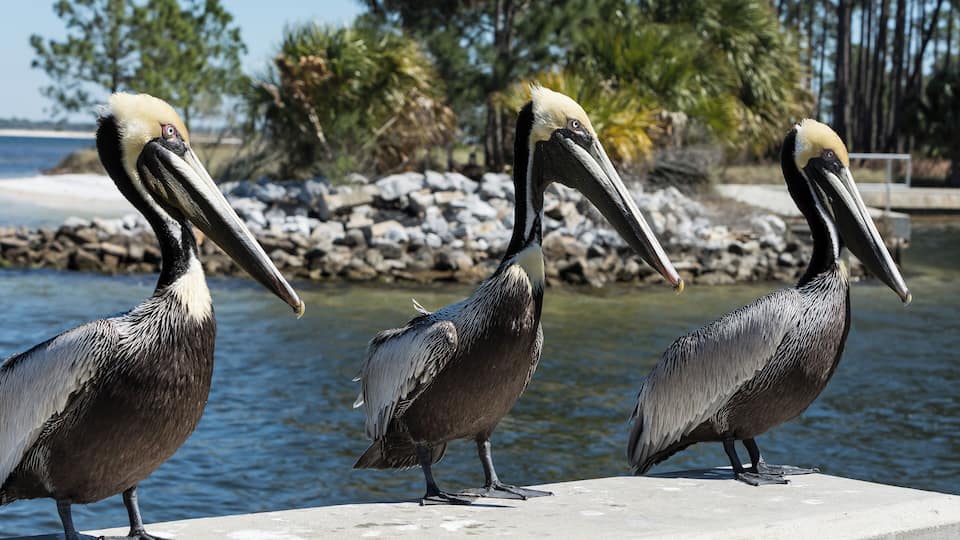 Three pelicans standing on a concrete ledge by a body of water with rocks and trees in the background.