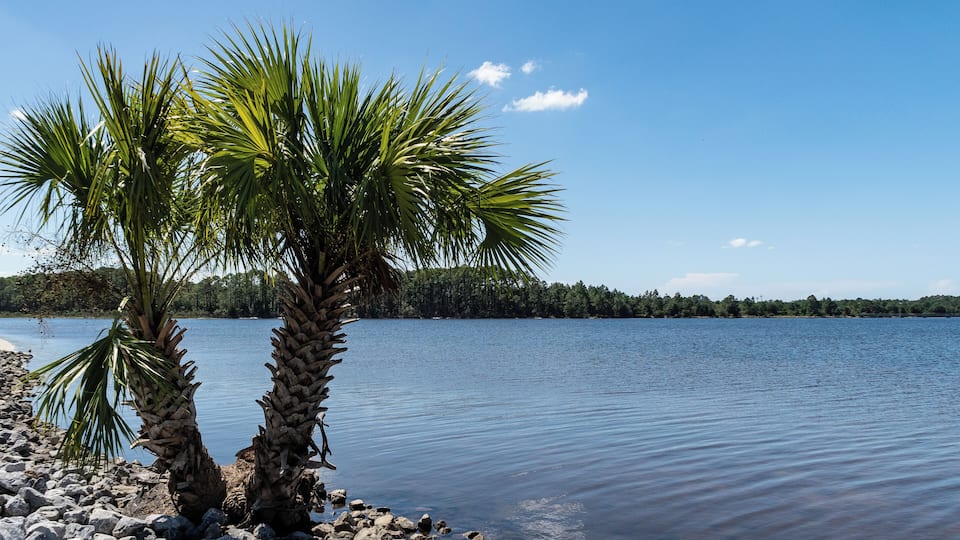 A calm lake with two palm trees on a rocky shore.