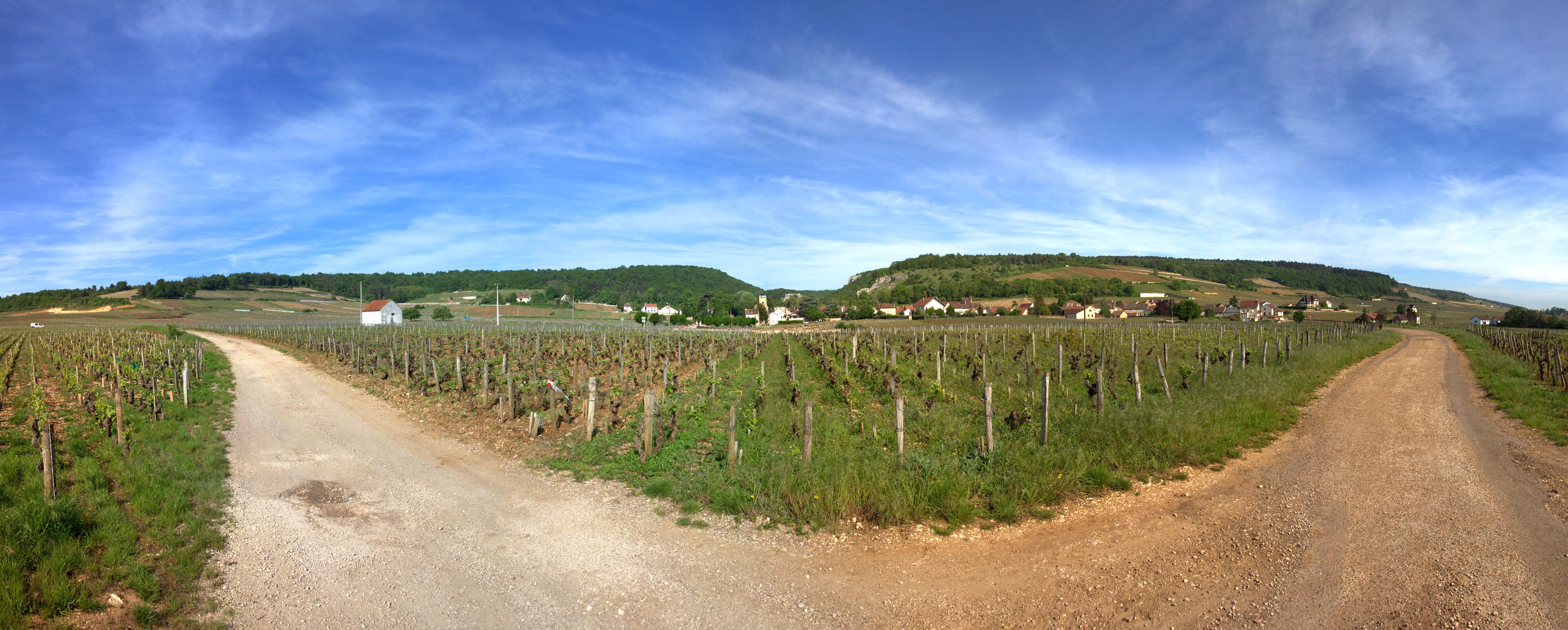 A vineyard with rows of grapevines, a dirt road, and a small town in the background.