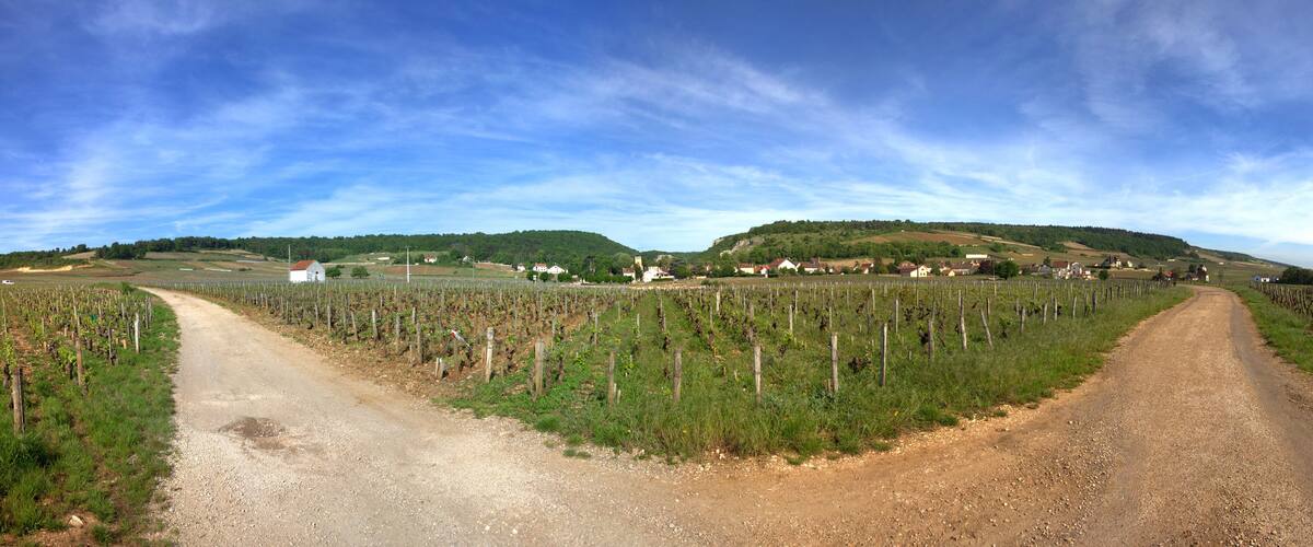 A vineyard with rows of grapevines, a dirt road, and a small town in the background.