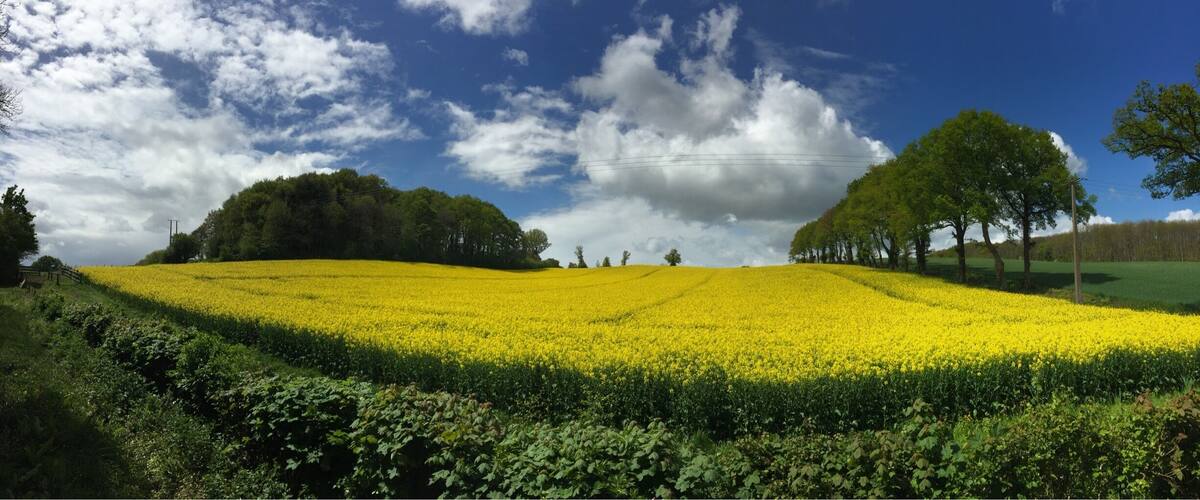 A field of yellow flowers under a blue sky with clouds.