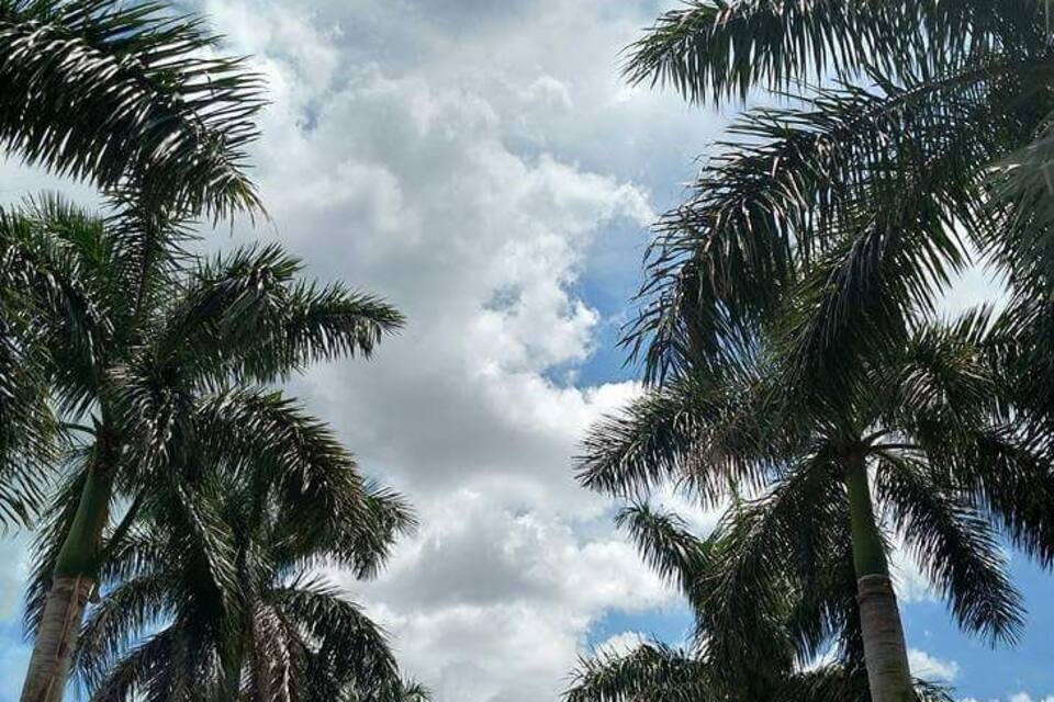 De grands palmiers se dressent sur fond d’un ciel partiellement nuageux.