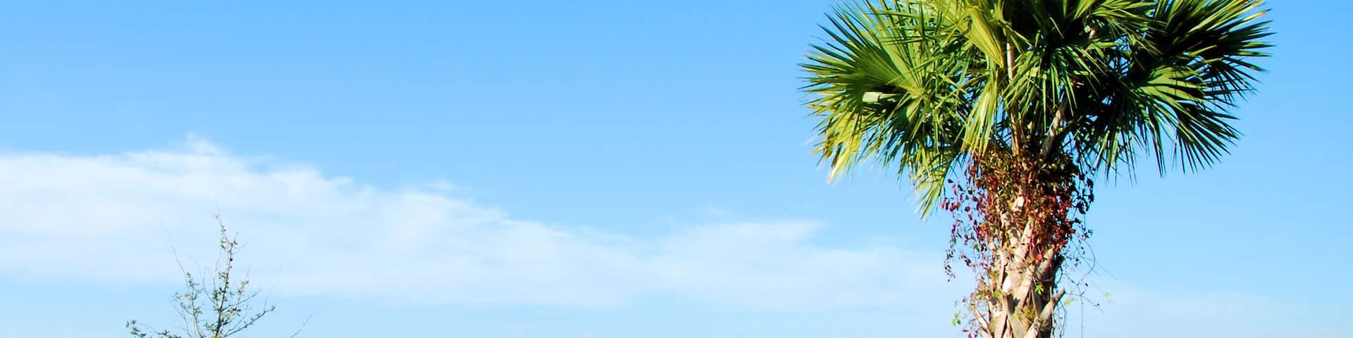 View of Wellington Marsh in Florida / The Cabbage Palm; Shutterstock ID 119702269