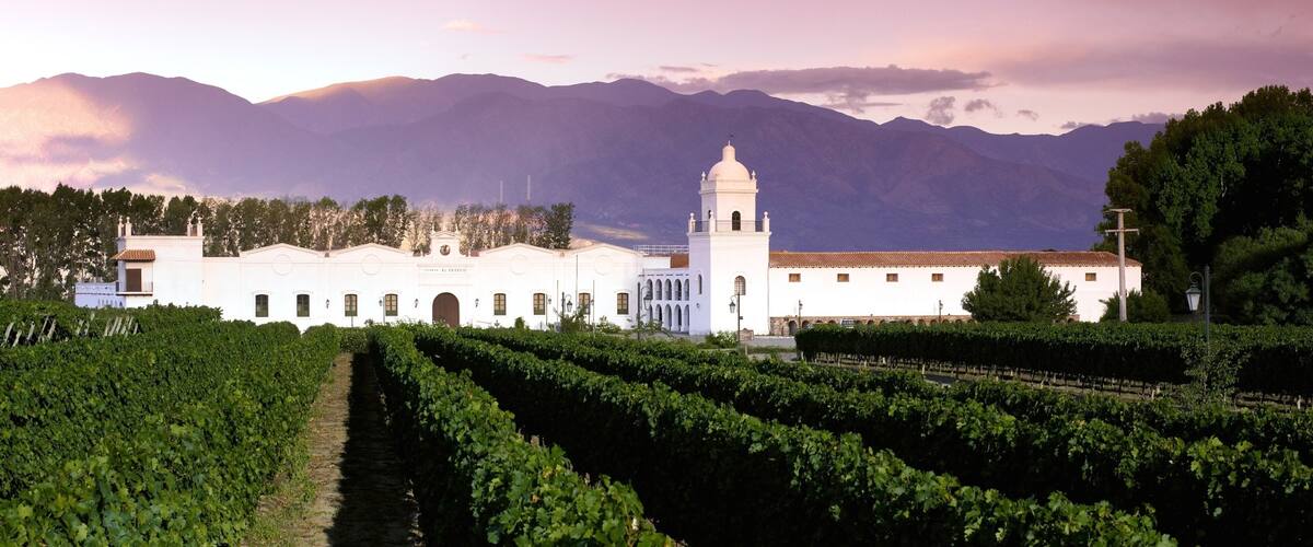 A vineyard with rows of grapevines, a white building with a bell tower, and mountains in the background.