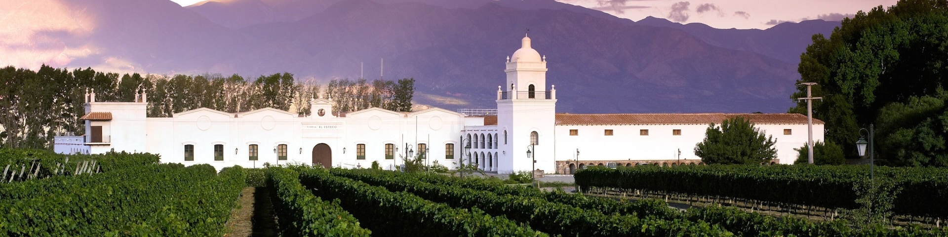 A vineyard with rows of grapevines, a white building with a bell tower, and mountains in the background.
