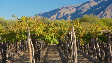 A vineyard with rows of grapevines and a mountain in the background.