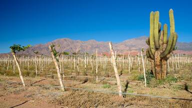 Paisaje desértico con un cactus en primer plano y montañas al fondo.