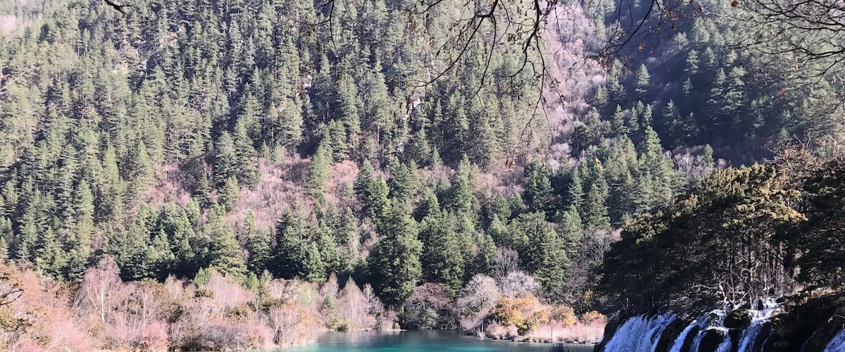 树正群海