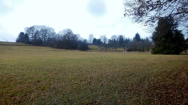 A grassy field with trees in the background.