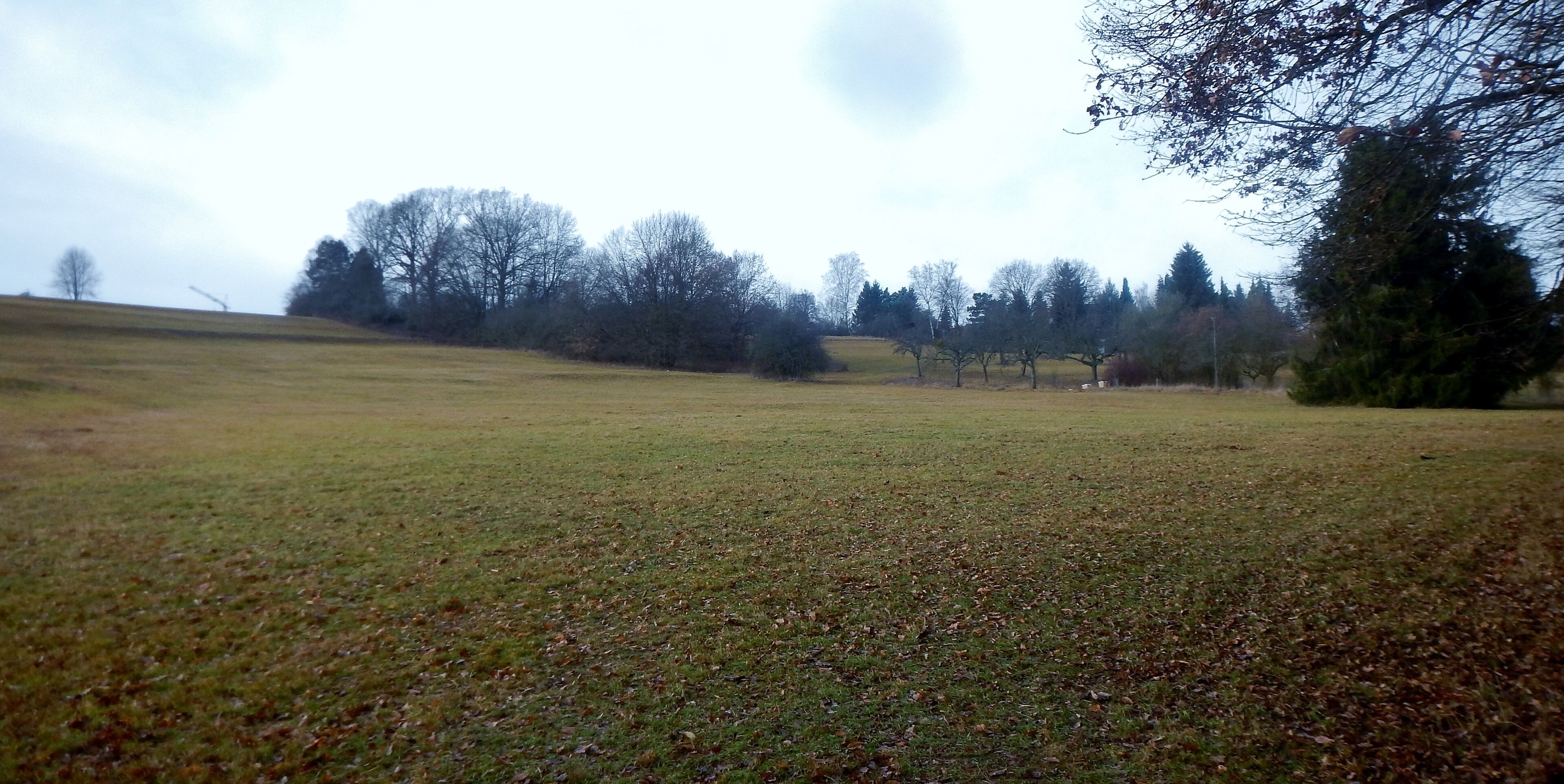 A grassy field with trees in the background.