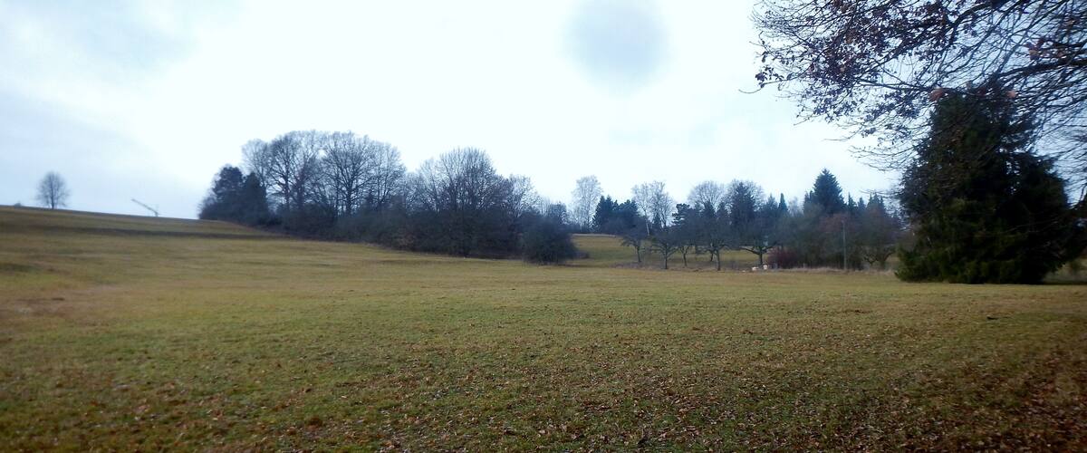 A grassy field with trees in the background.