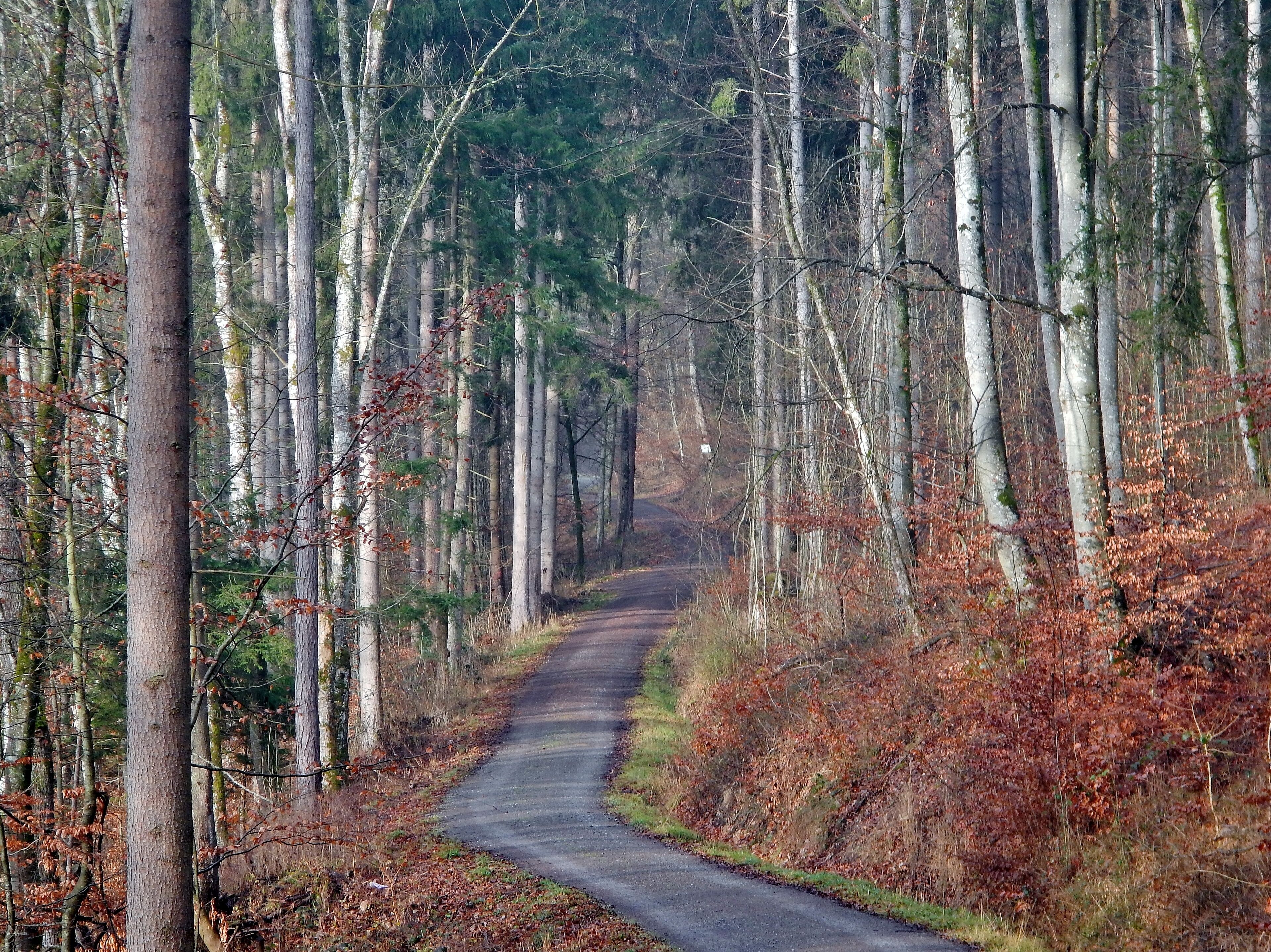Wanderweg bei Steinenbronn