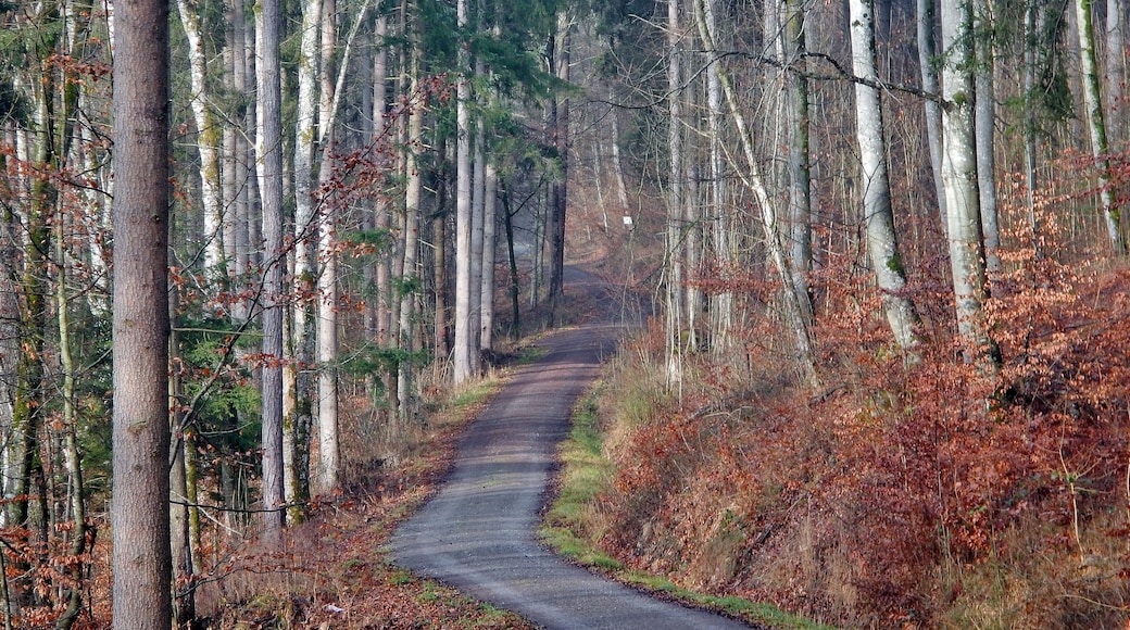 Wanderweg bei Steinenbronn
