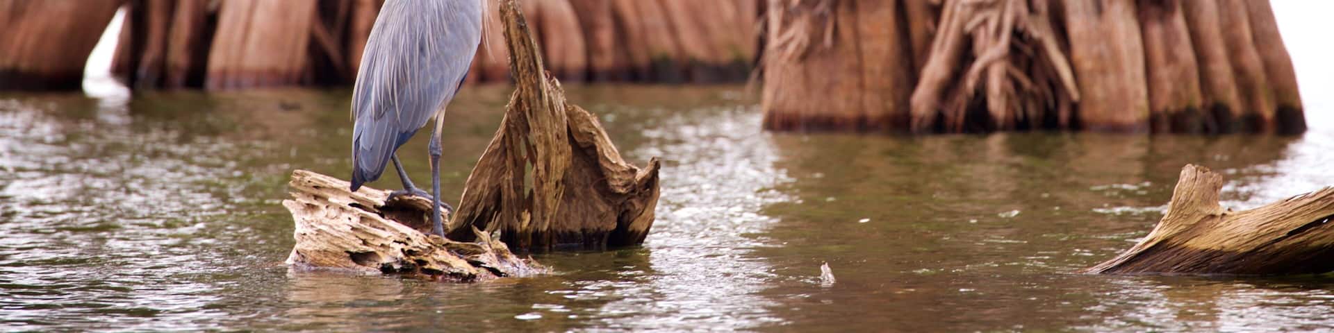 Lafayette which includes a pond and bird life