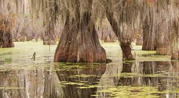 Lafayette showing a pond