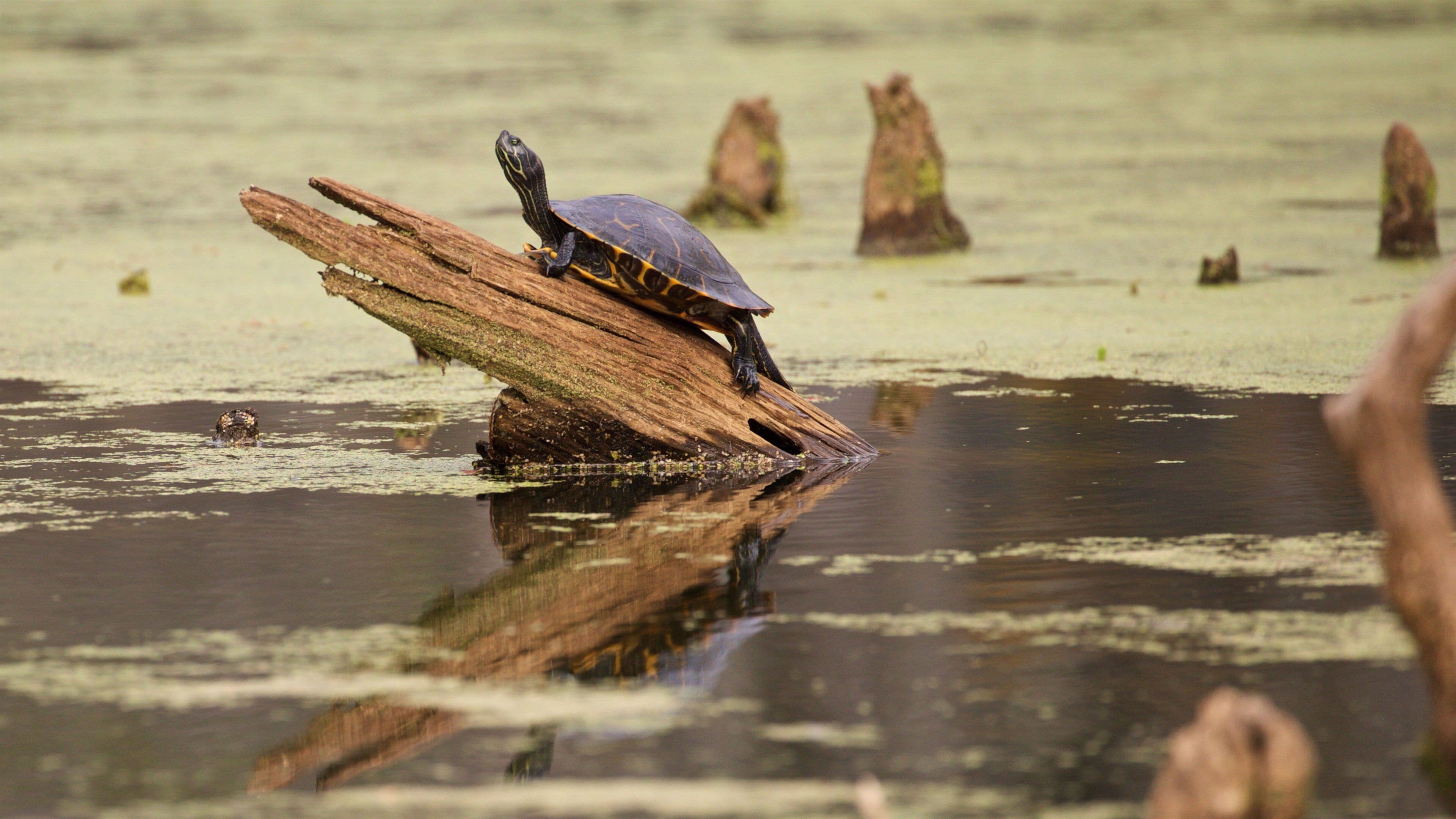 Lafayette featuring marine life and a pond