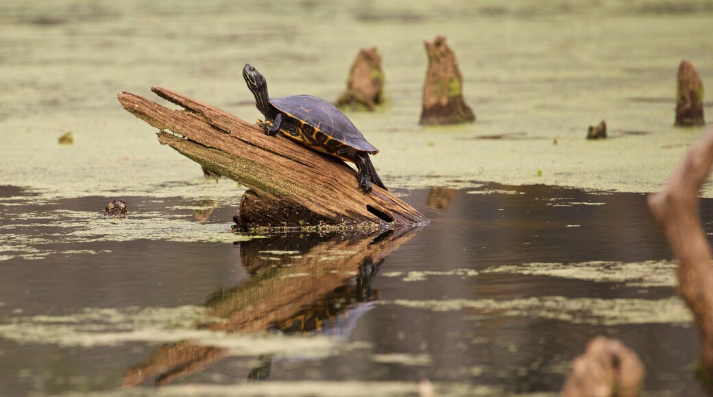 Lafayette featuring marine life and a pond