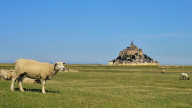 A flock of sheep grazing in a field with a historic castle in the background.