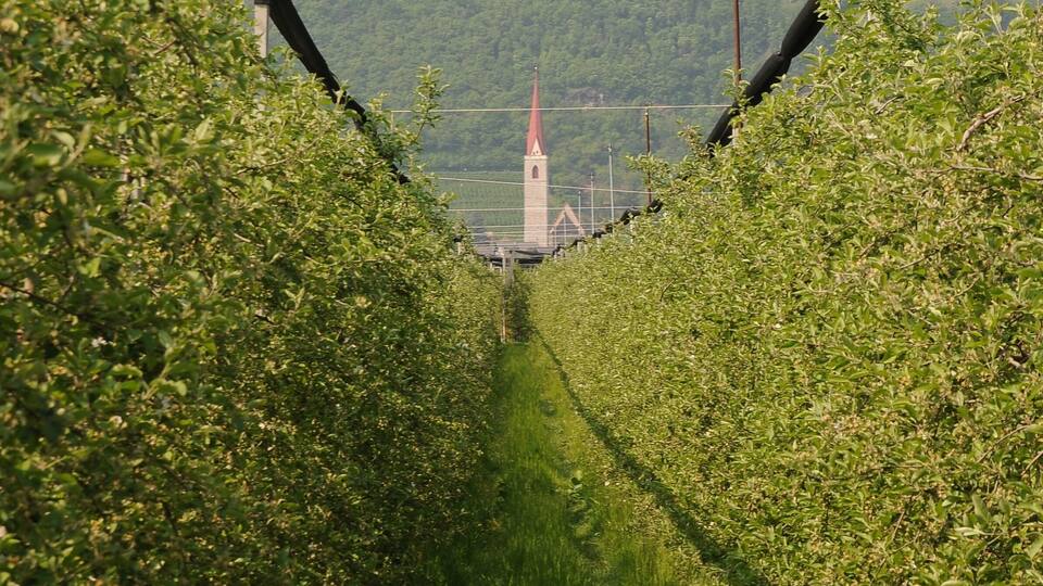 A narrow path flanked by lush green vegetation, leading to a distant church with a red steeple.