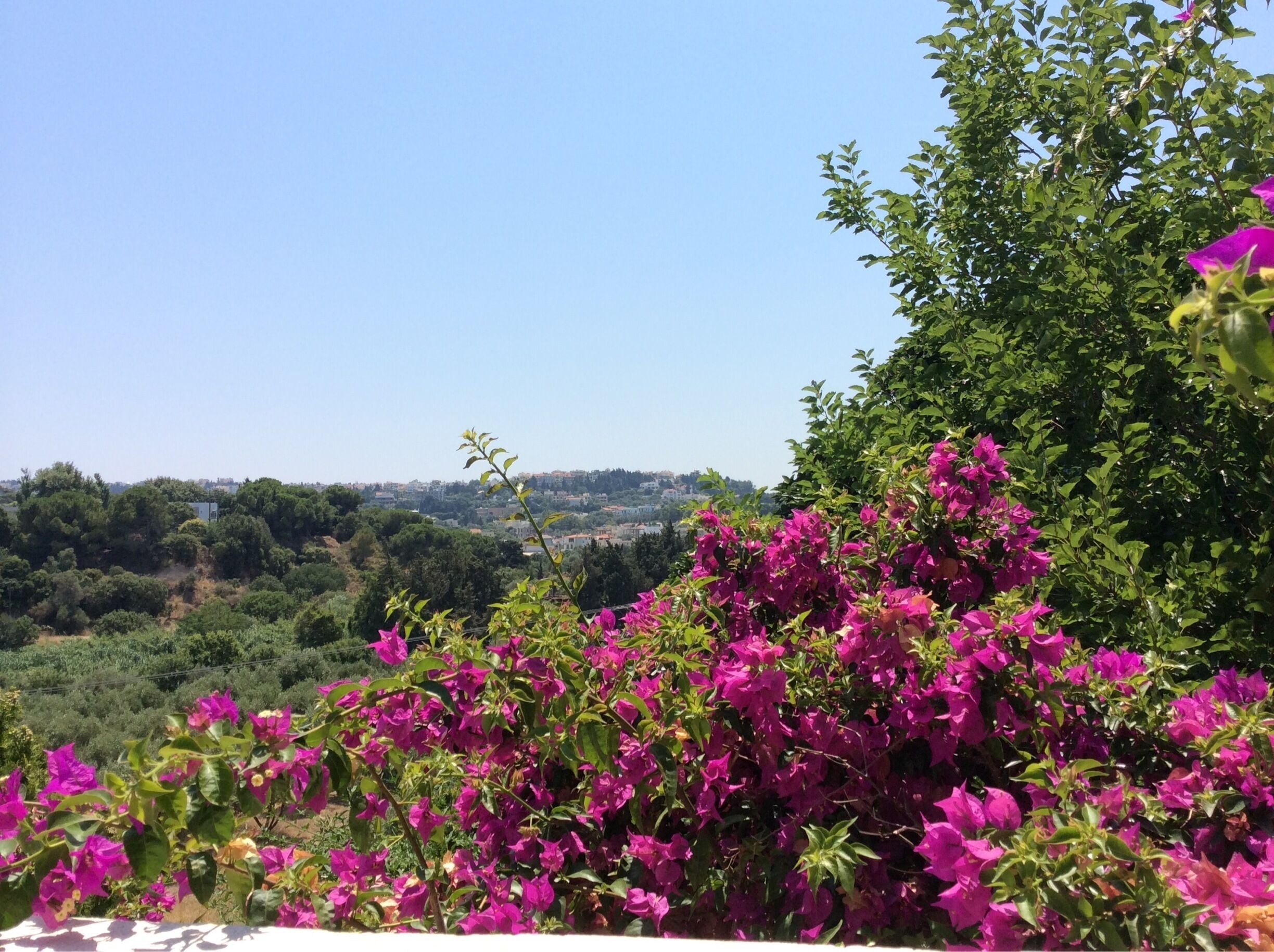 View from the roof top swimming pool at Castello Di Rodi Hotel Kalithea, Rhodes. Great place with a lovely breeze to chill out in the sun. #view #bougainvillea #kalithea #swimming #pool #rhodes #Greece