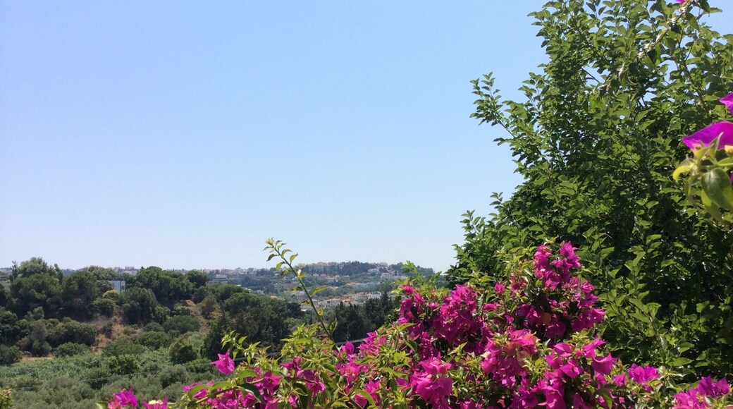 View from the roof top swimming pool at Castello Di Rodi Hotel Kalithea, Rhodes. Great place with a lovely breeze to chill out in the sun. #view #bougainvillea #kalithea #swimming #pool #rhodes #Greece