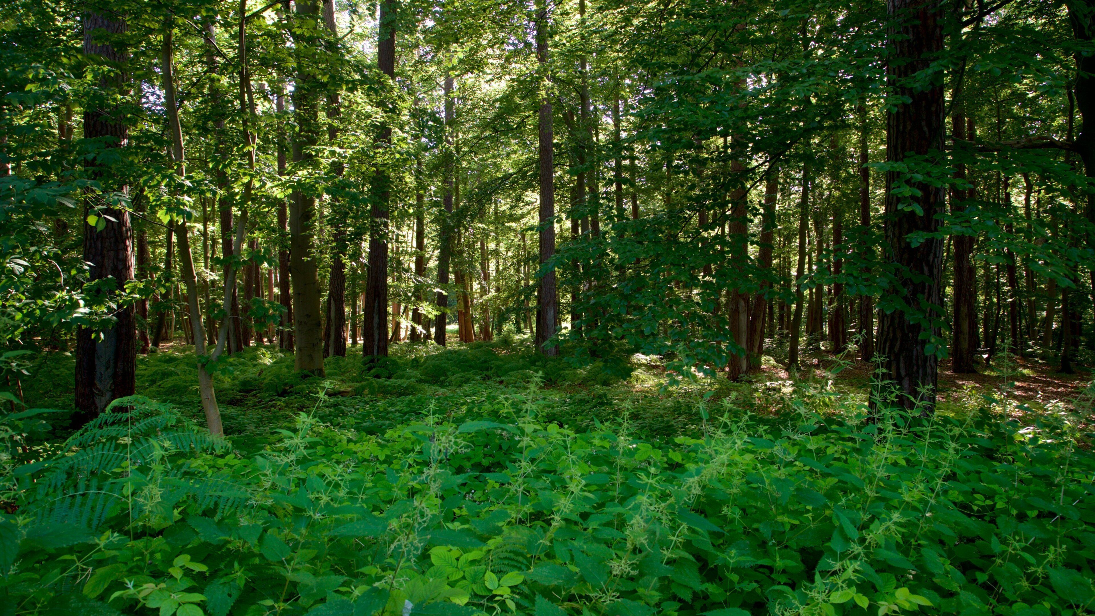 A dense forest with tall trees and lush green undergrowth.