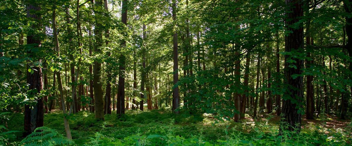 A dense forest with tall trees and lush green undergrowth.