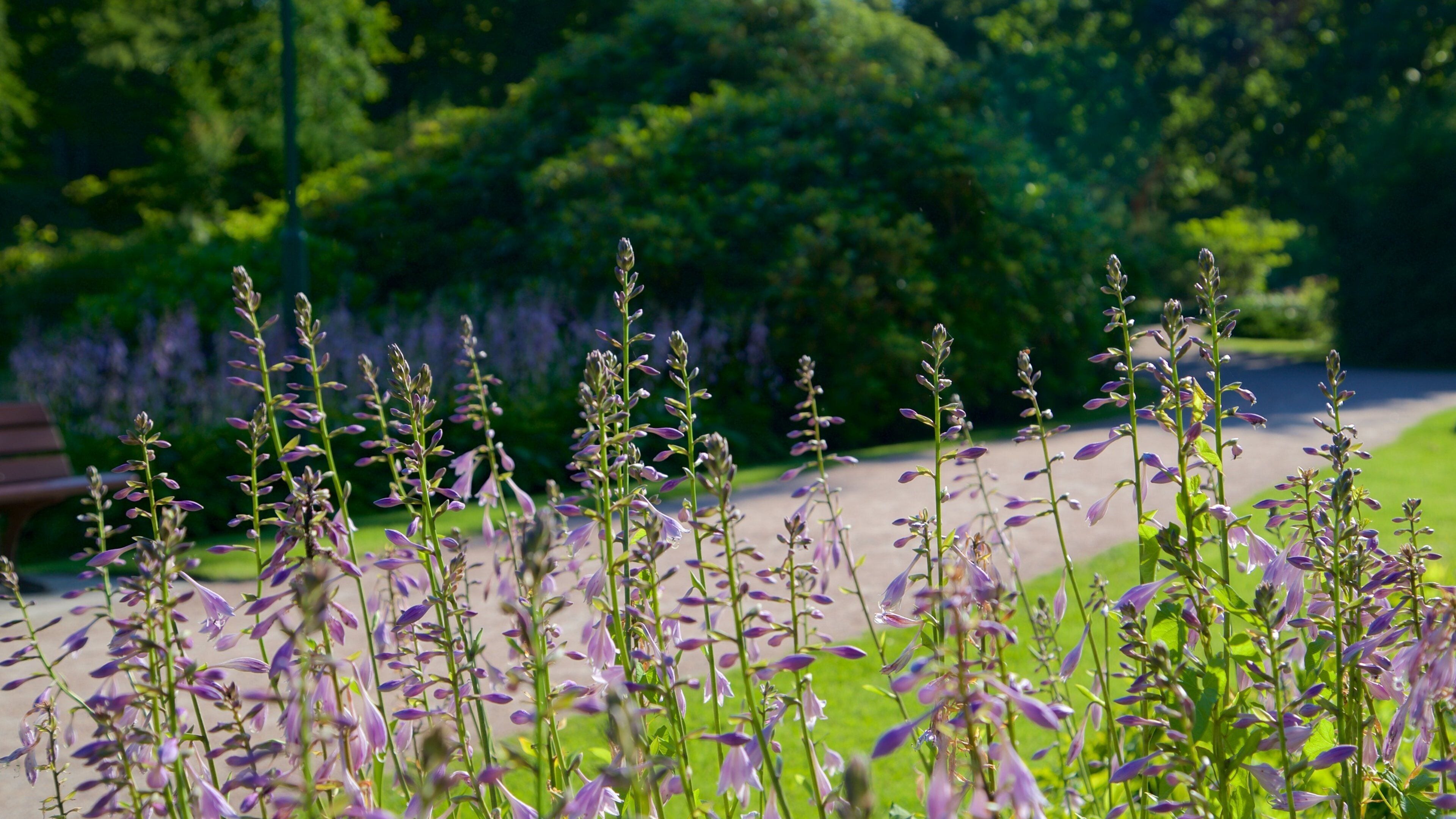 格拉爾米里茨 设有 公園 和 野花