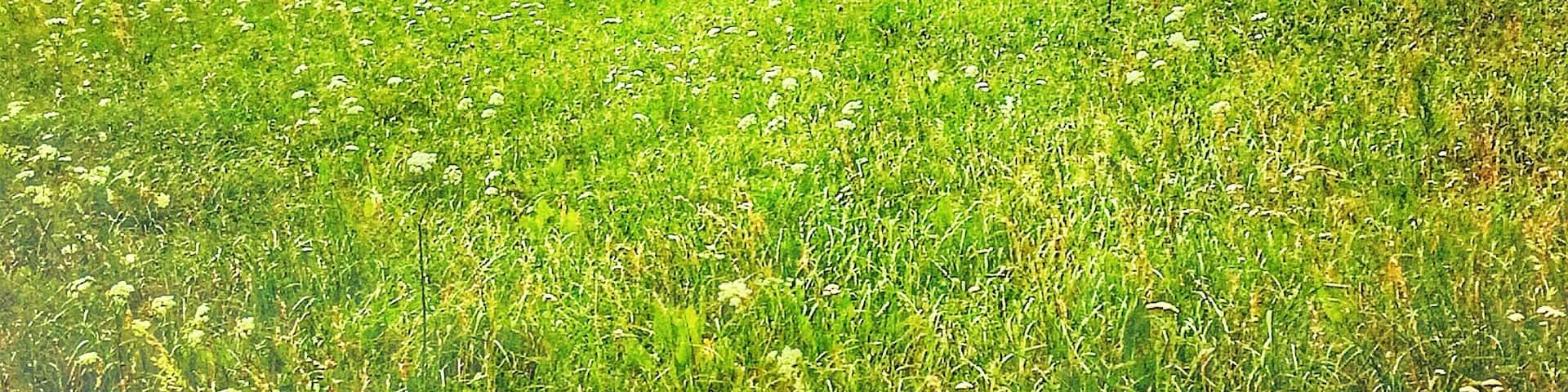 The hills are alive in the Dolomites.... #green