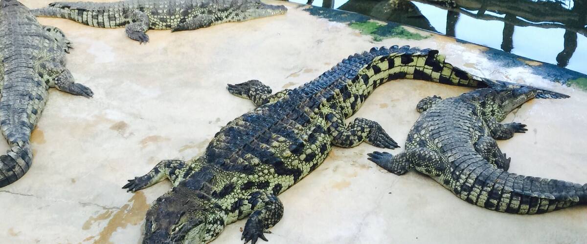 Alligator Bay