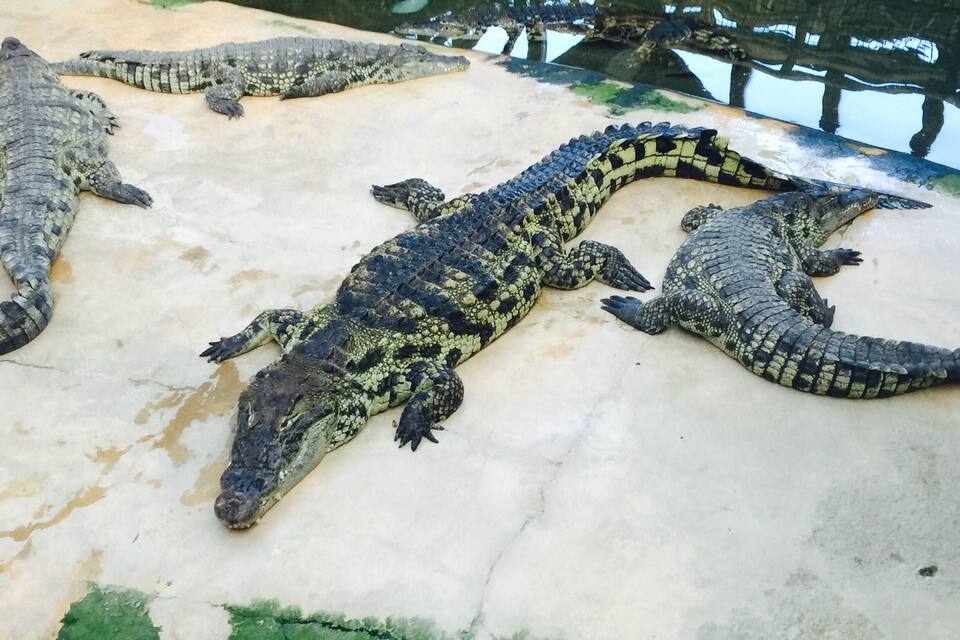 A group of alligators resting on a concrete surface near a body of water.