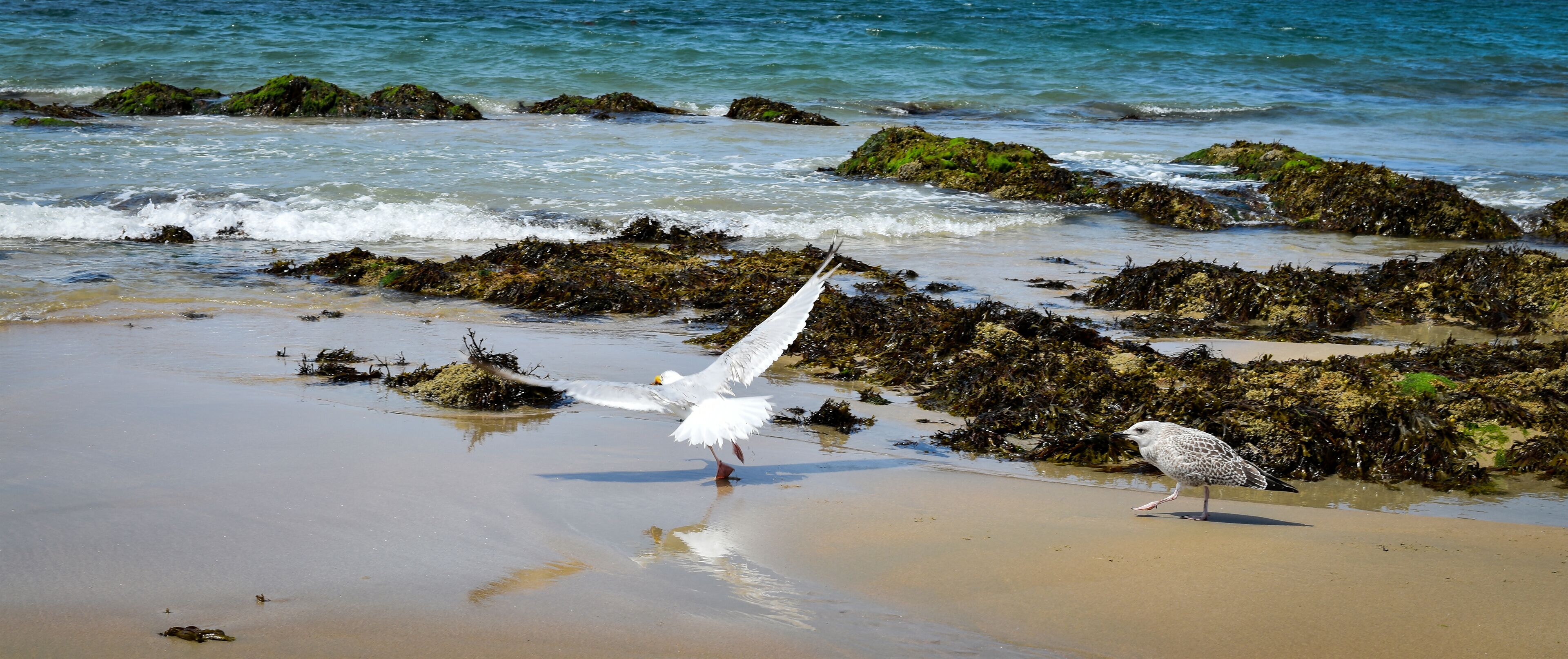 Mouette et goéland sur la plage de Batz-sur-Mer

