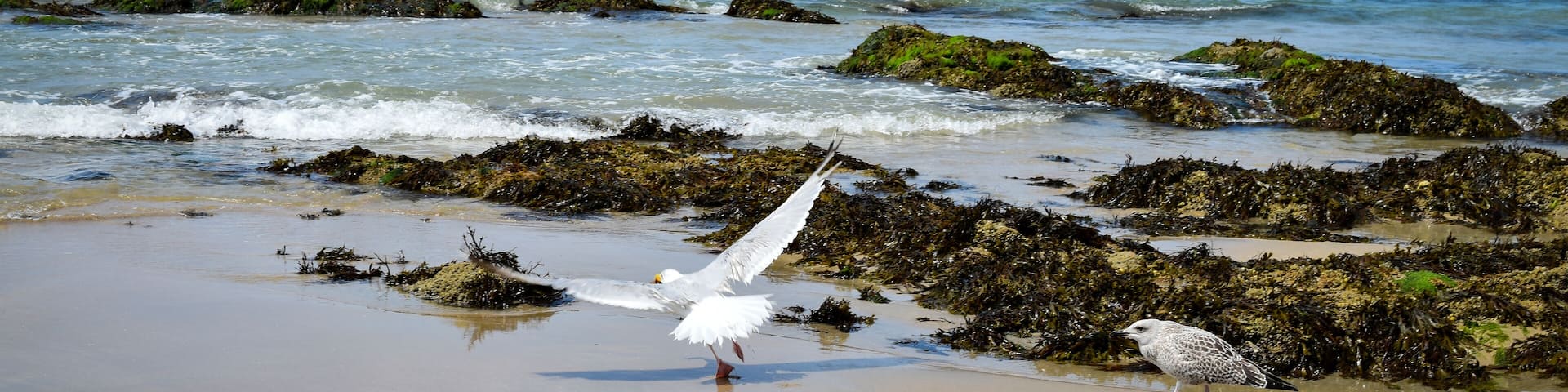 Mouette et goéland sur la plage de Batz-sur-Mer