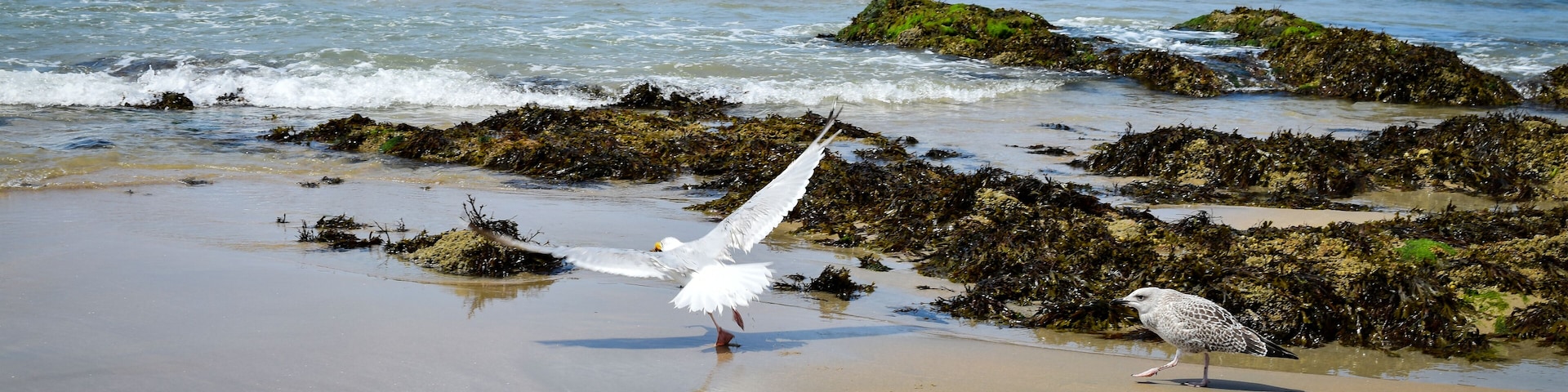 Mouette et goéland sur la plage de Batz-sur-Mer