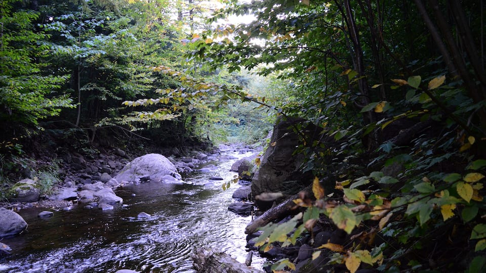 A forested stream with rocks and trees.