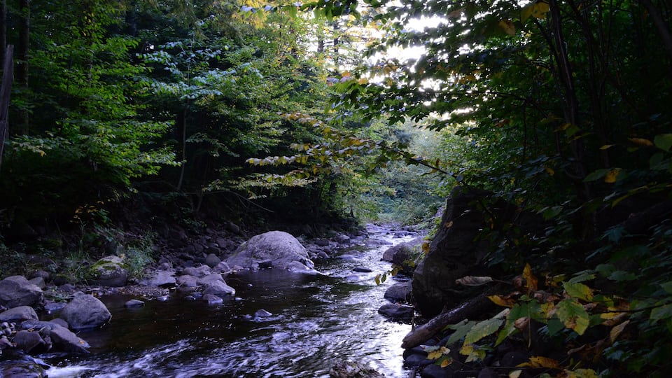A forest stream with rocks and dense foliage.