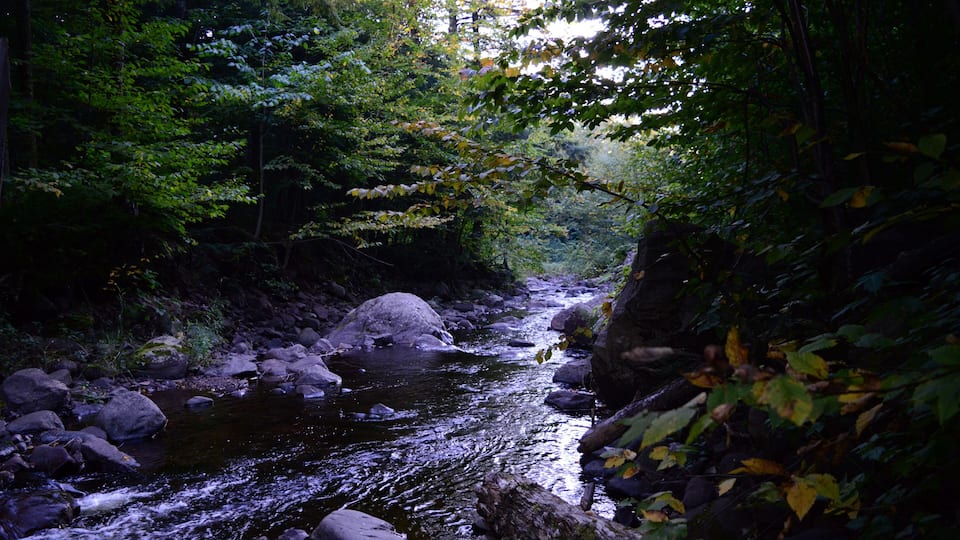 A river flowing through a forest with rocks and trees.