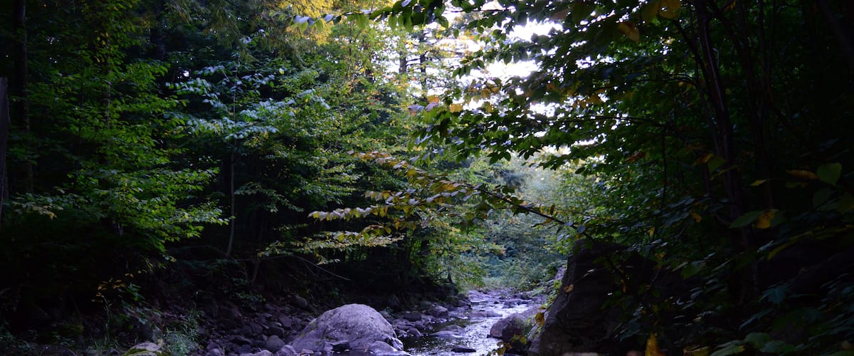 A river flowing through a forest with rocks and trees.