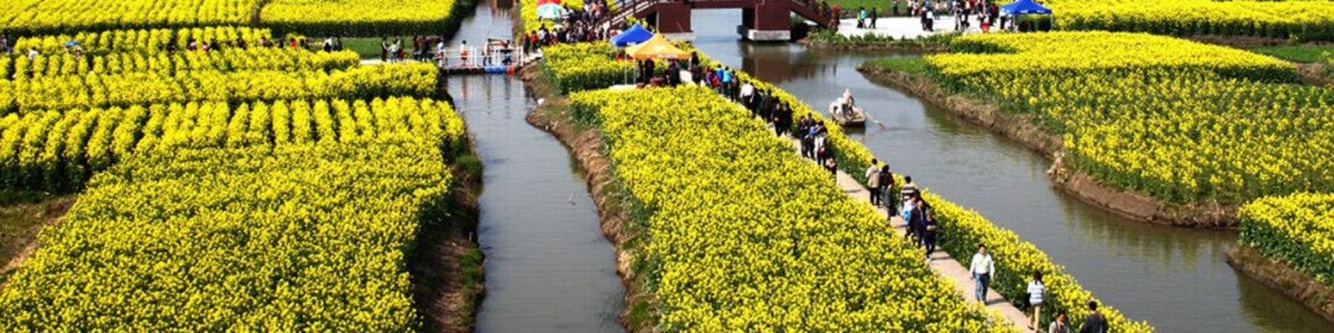One of the most beautiful #rape flowers fields in the World —— #Xinghua Qiandao Rape Flowers Scenic Area in #Jiangsu Province of China.
https://twitter.com/Beautifulgx